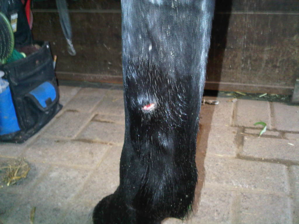 Scrape on Inside of Gamble's Off-Hind Leg